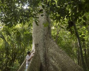 The Rainforest Alliance has led projects in Mexico for three decades