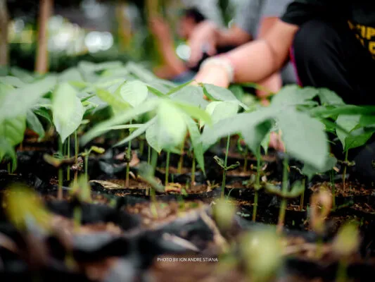 Cocoa seedlings in the SUBAK cocoa project in Bali