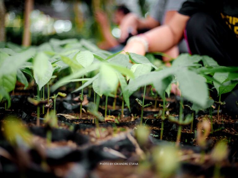 Cocoa seedlings in the SUBAK cocoa project in Bali