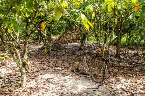 Cocoa field in Côte d'Ivoire