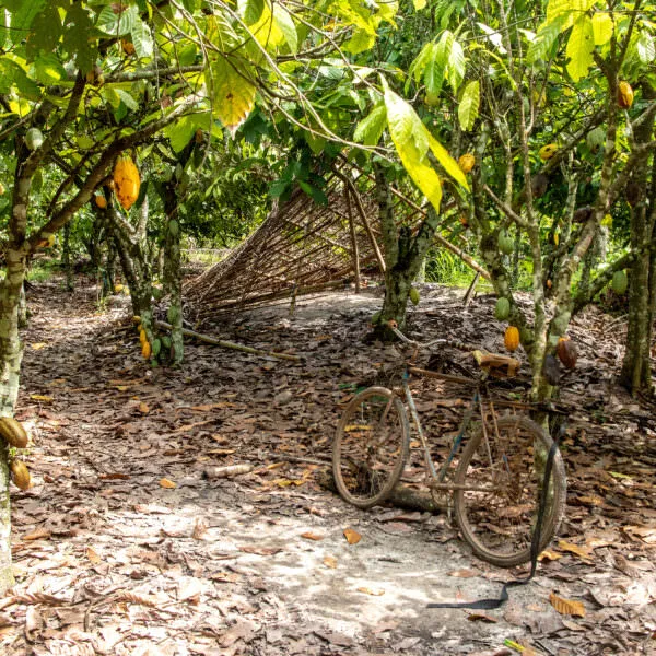 Cocoa field in Côte d'Ivoire