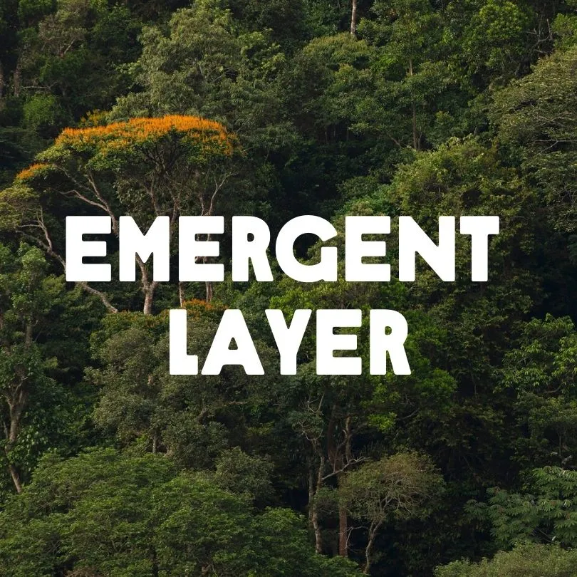 Emergent Layer
