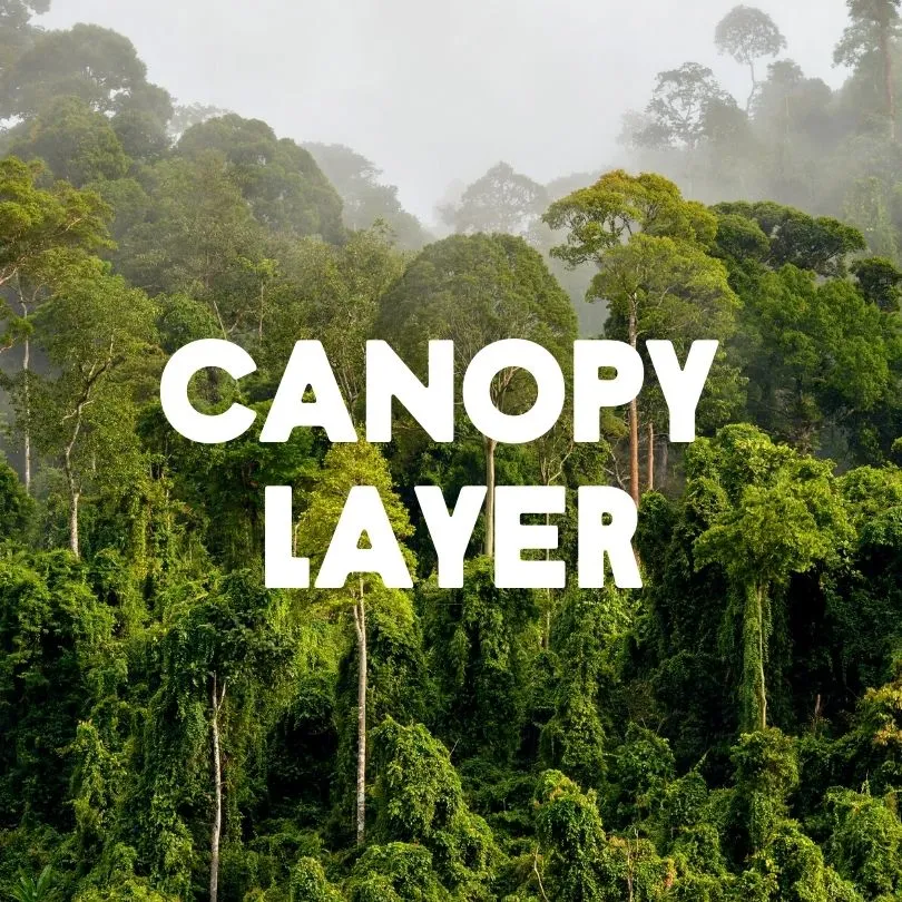 Canopy Layer