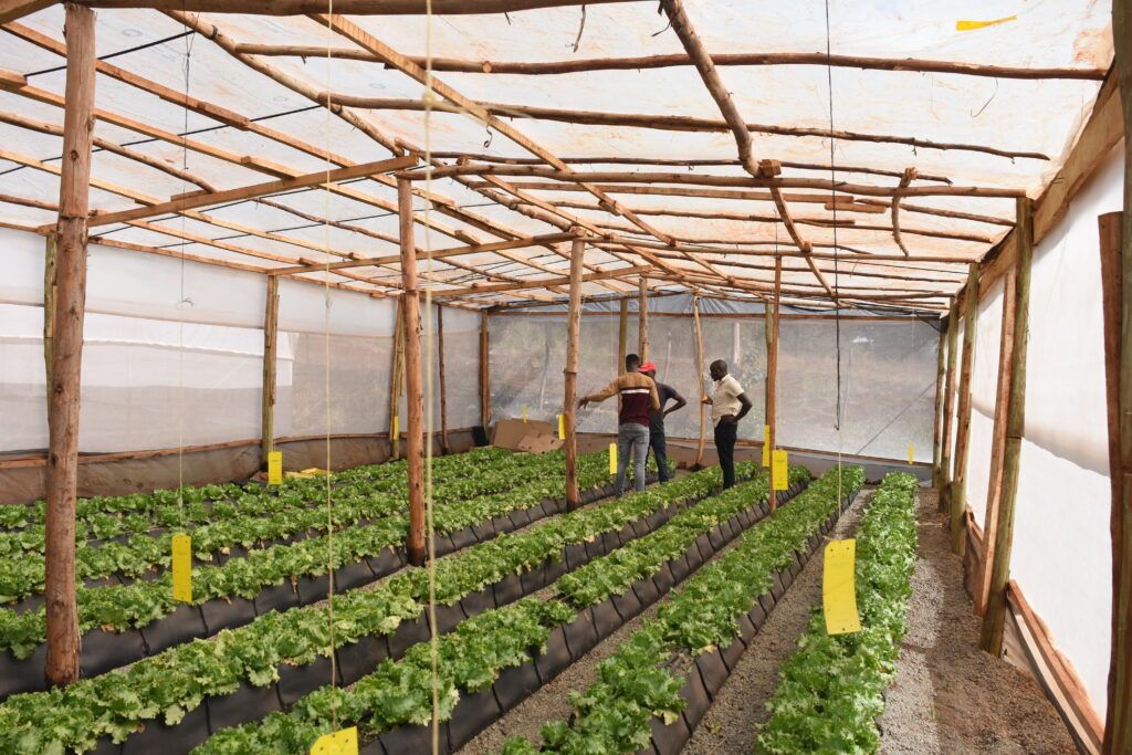 A greenhouse full of small seedlings growing in neat rows. Three people stand toward the back of the greenhouse, one of them pointing. Yellow, rectangular sticky traps hang above the plants. 