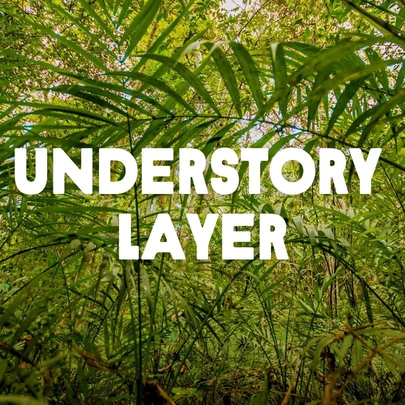 Understory Layer