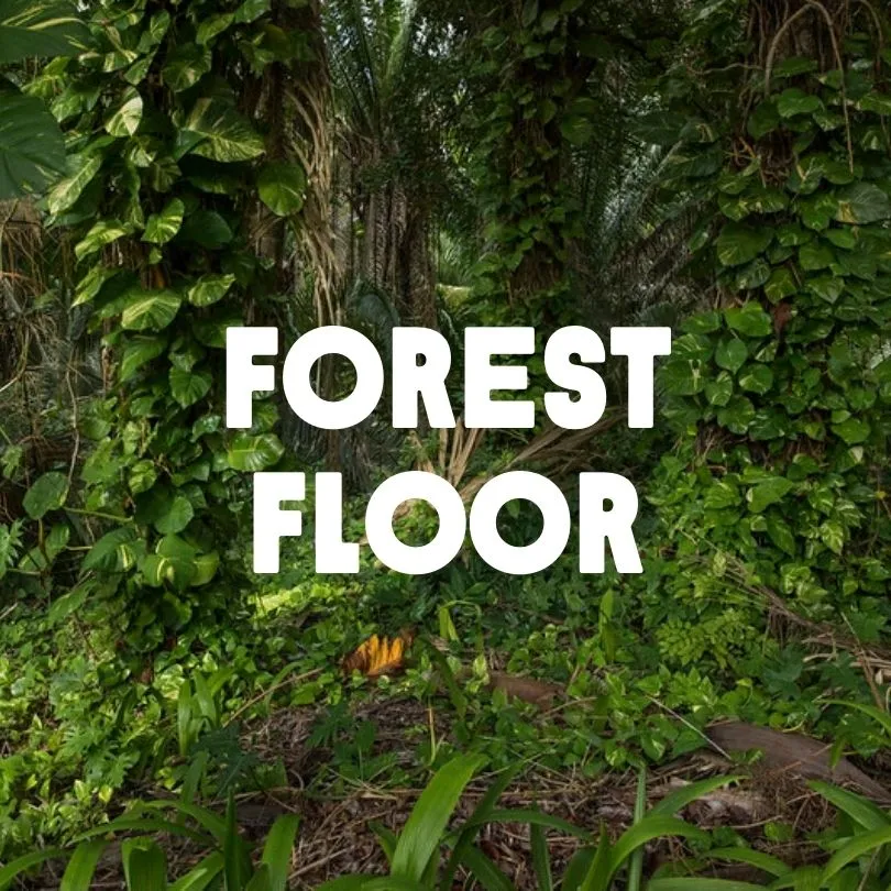 Forest Floor