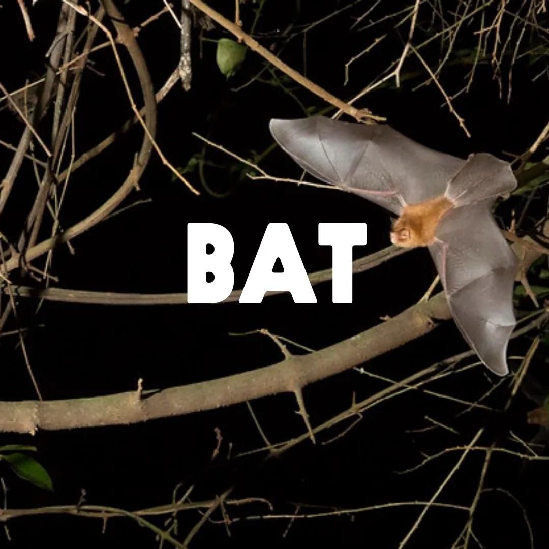 Bat