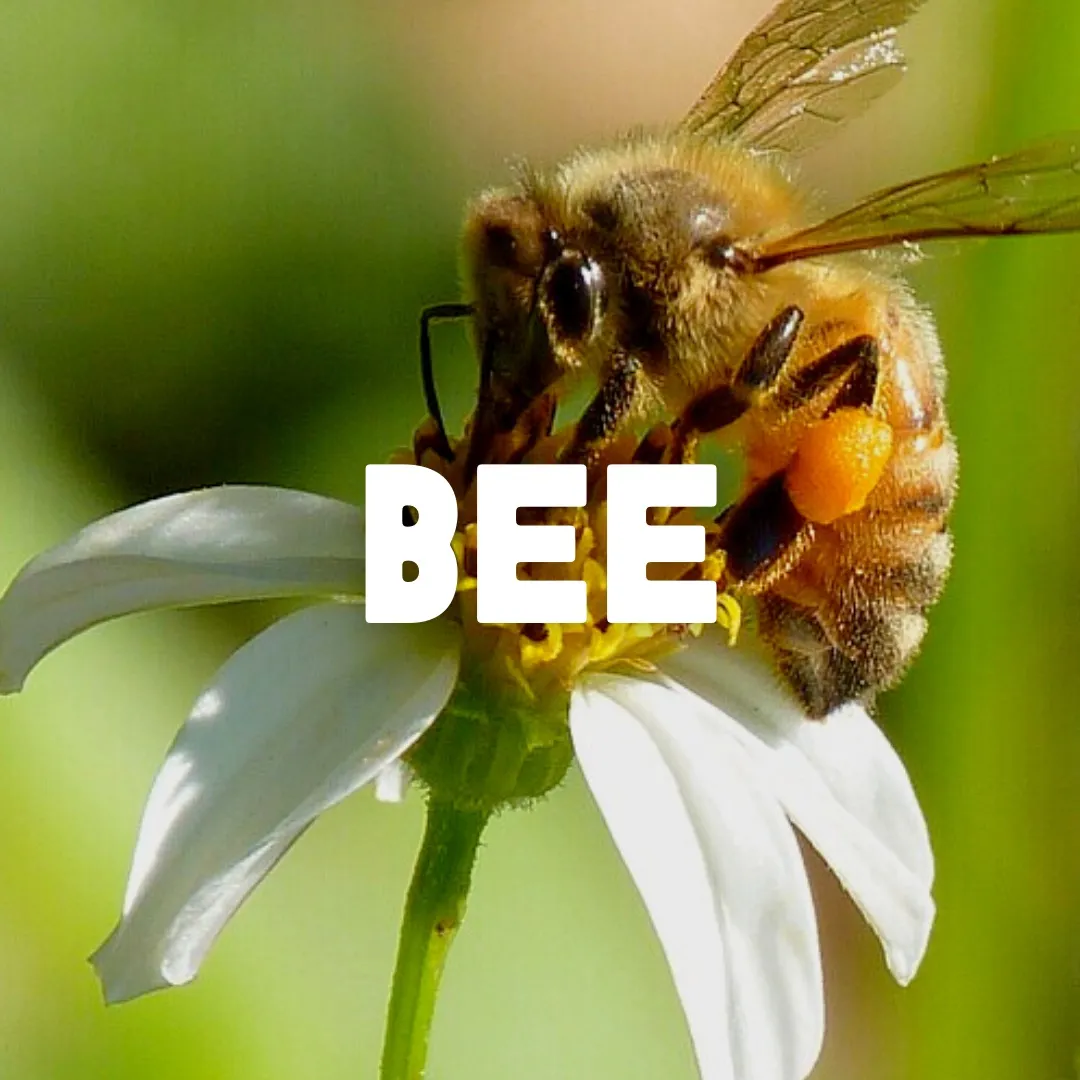 Bee