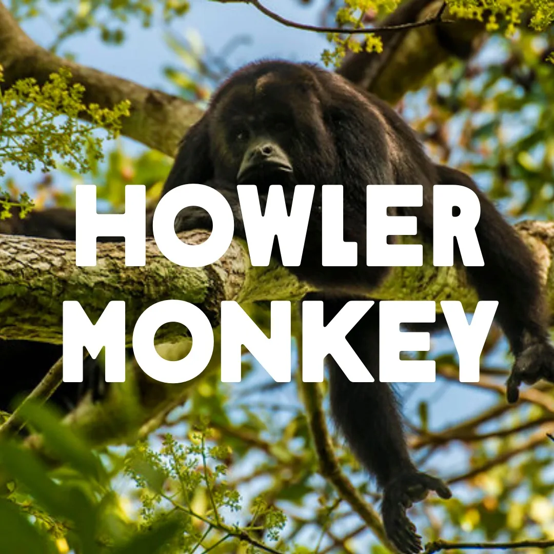 Howler Monkey