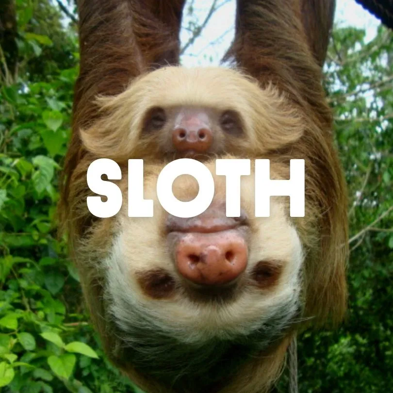 Sloth
