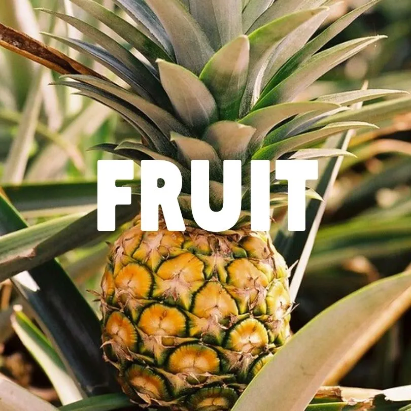 Fruit
