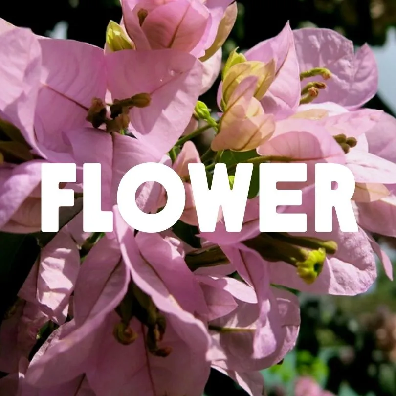 Flower