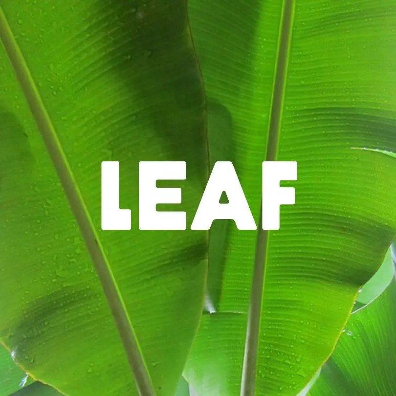 Leaf