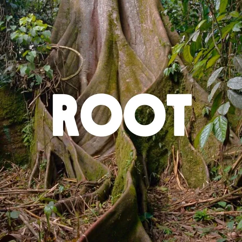 Root