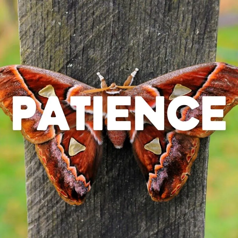Patience