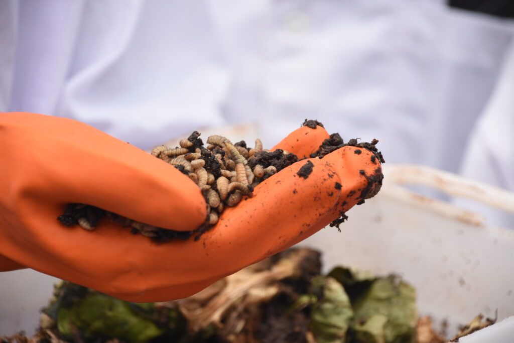 An orange gloved hand holds a handful of tan larvae and dark brown frass.