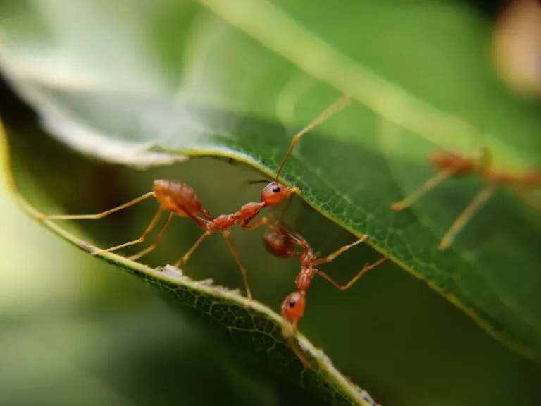 insects could vanish altogether within a century. It’s urgent that we do all we can to save insects.