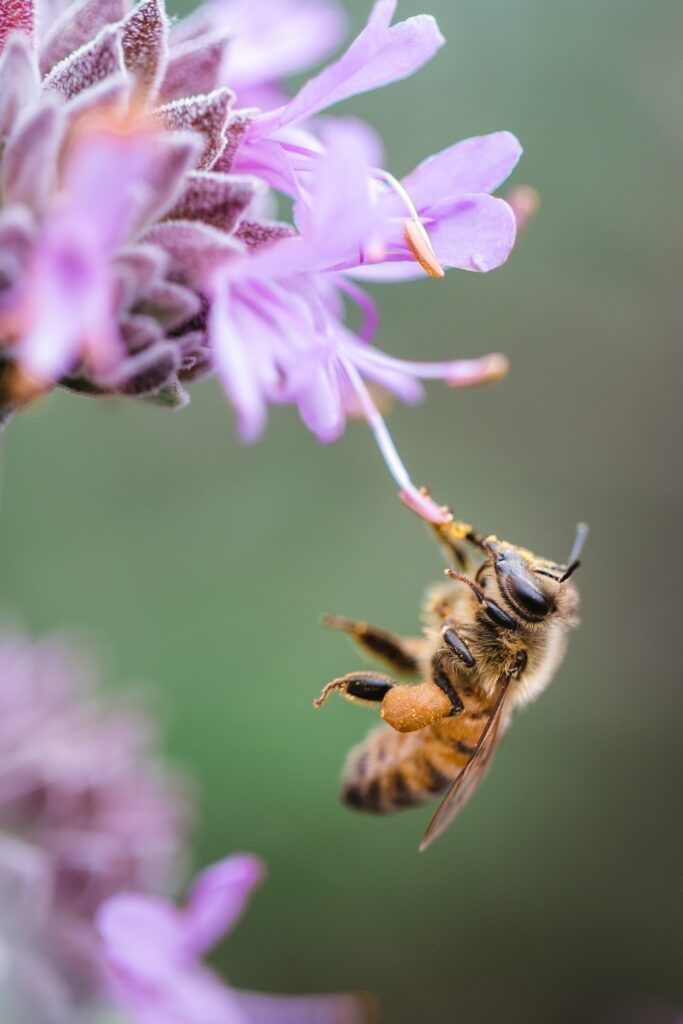 insects could vanish altogether within a century. It’s urgent that we do all we can to save insects.