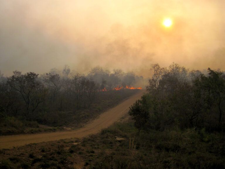 Forest fires