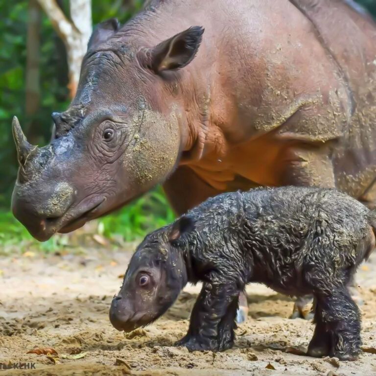 Mother and child of the Sumatran rhino (Dicerorhinus sumatrensis) at the Sumatran Rhino Sanctuary, Way Kambas National Park, Lampung Indonesia