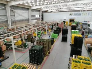 Agucates de Jalisco