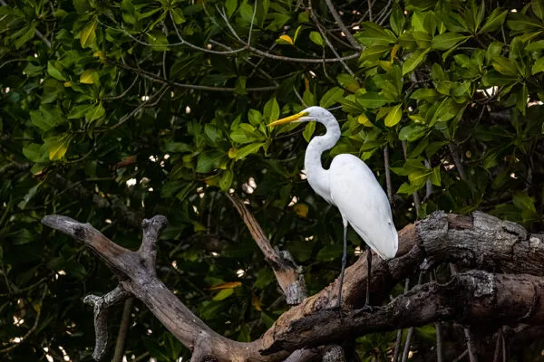 Biodiversidad del Manchón Guamuchal