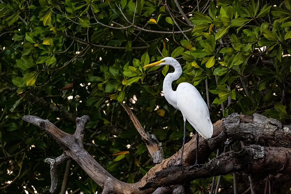 Biodiversidad del Manchón Guamuchal
