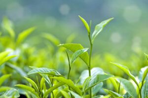 tea leaves in a field