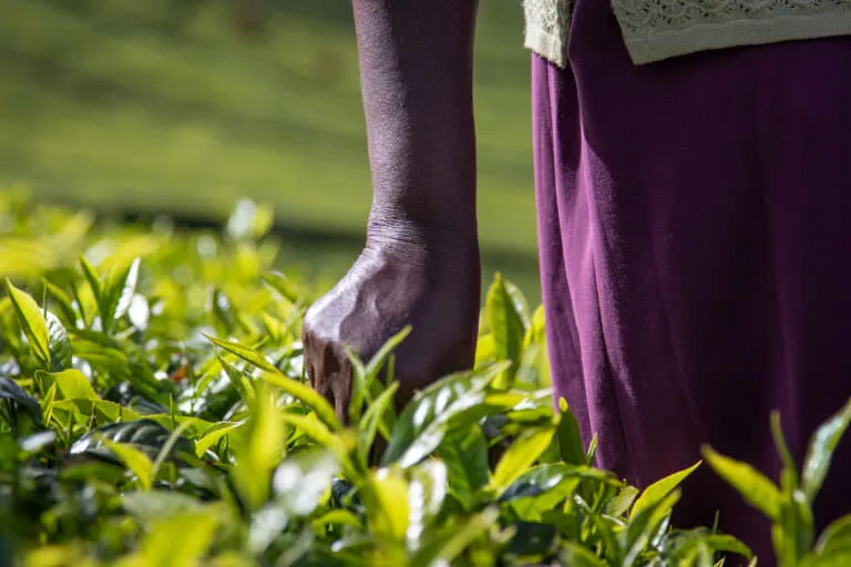 woman's hand on tea plant