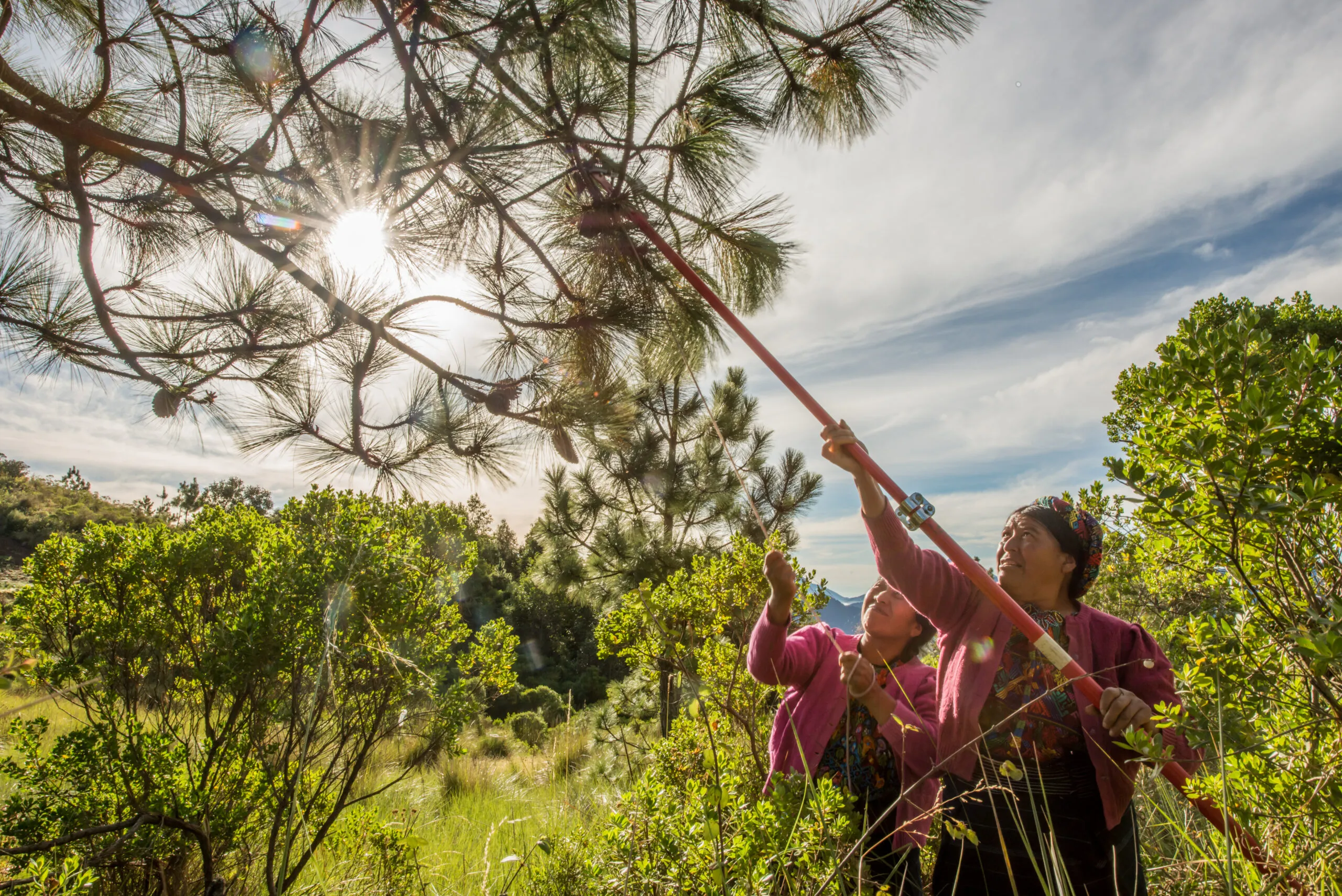 Women harvesting pine nuts