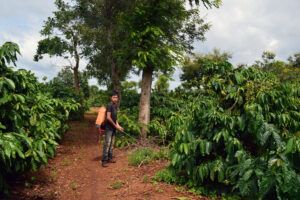 Man spraying pesticides on a non-certified coffee farm in Vietnam