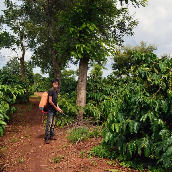 Man spraying pesticides on a non-certified coffee farm in Vietnam