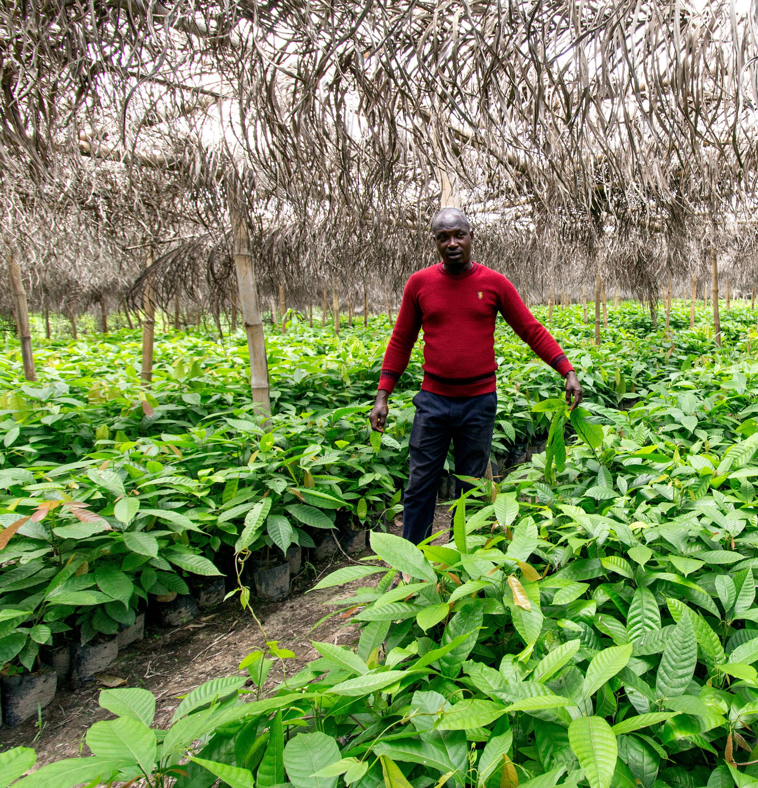 Innovative Ways to Enhance Living Income for Cocoa Farmers