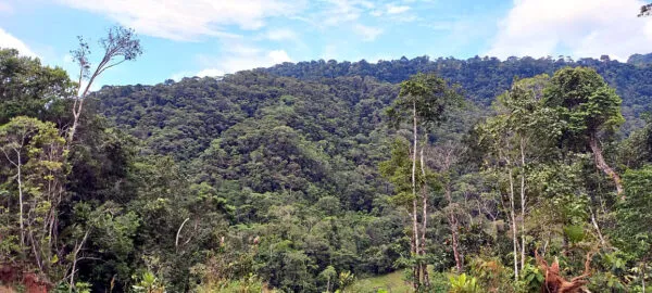 Foto-bosque