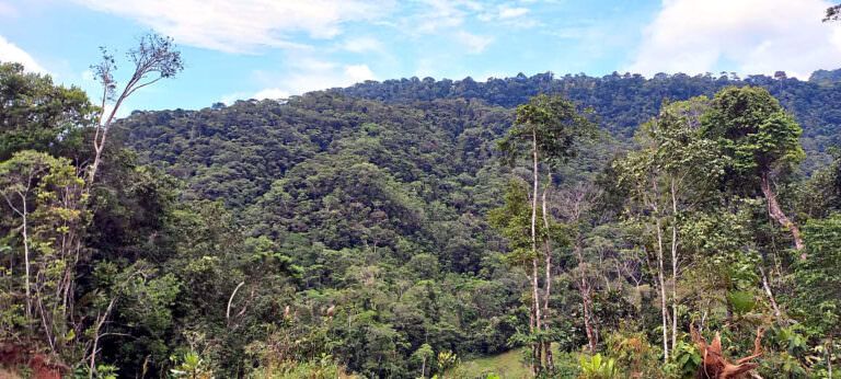 Foto-bosque