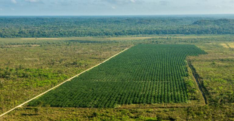 Illegal palm plantation inside Maya Biosphere Reserve buffer zone, in Guatemala.