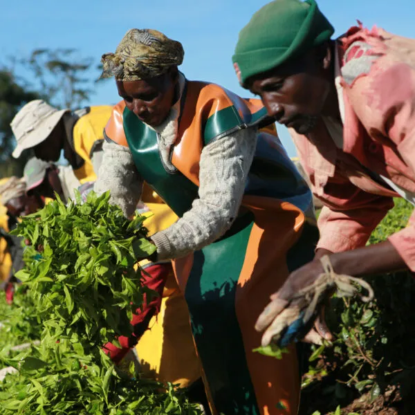 Tea pluckers sorting leaves in Kenya