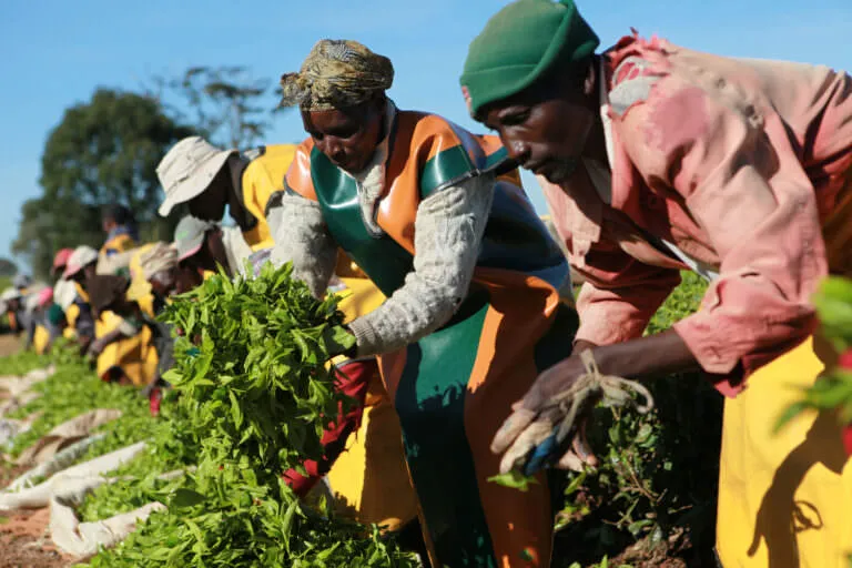 Tea pluckers sorting leaves in Kenya