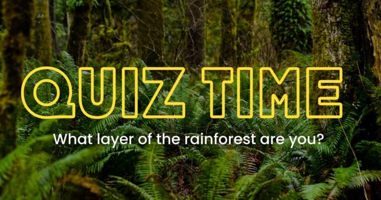 What layer of the rainforest are you? cover