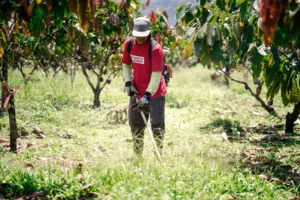 Rustan Effendi using the grasscutter on his farm.