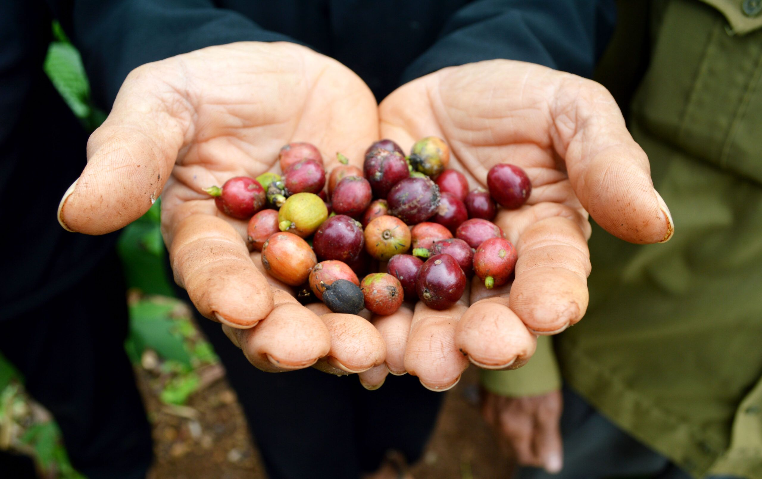 Coffee Certification Data Report 2022 | Rainforest Alliance