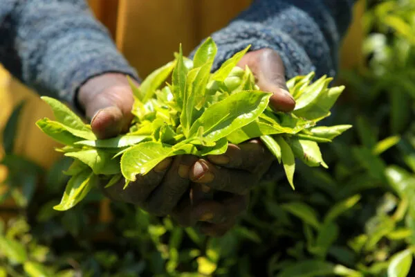 Hands holding tea leaves