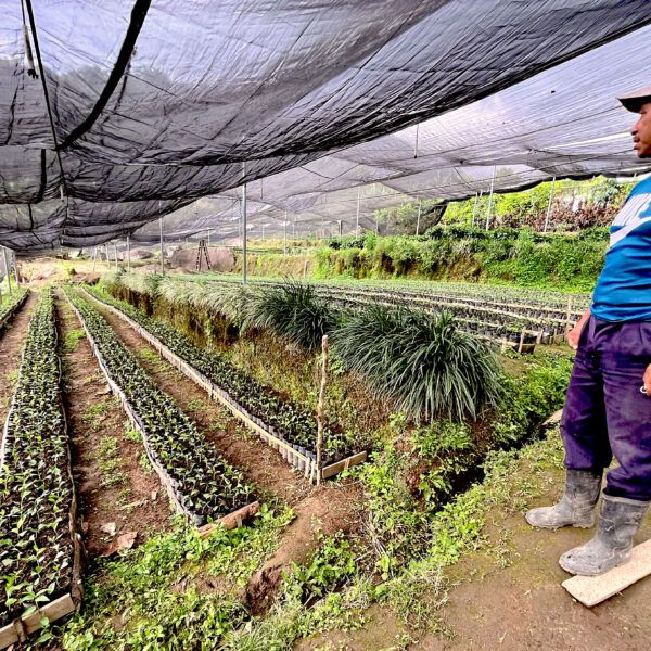 A worker tends to coffee plants