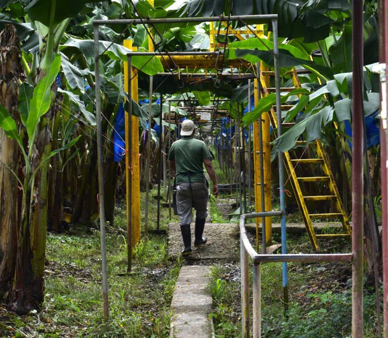 Trabajador agrícola caminando