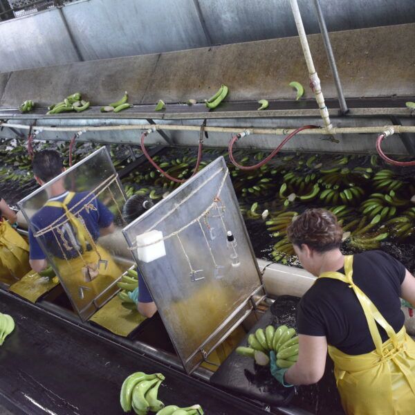 Trabajadoras en planta de bananos