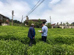 Two man stand in a tea field in Türkiye