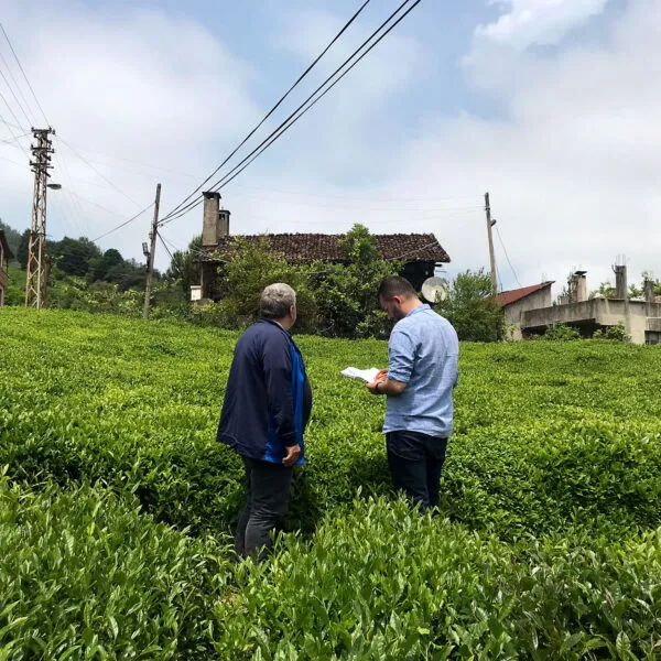 Two man stand in a tea field in Türkiye