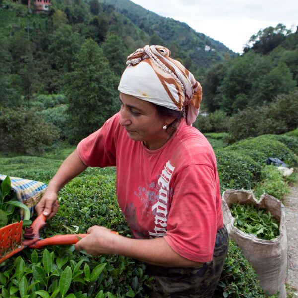woman plucks tea leaves in farm in Türkiye