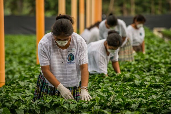 woman tends to plants in plant nursery
