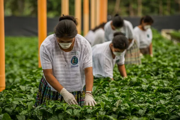 woman tends to plants in plant nursery